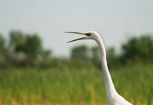 Portrait d'aigrette — Photo