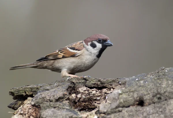 Sparrow — Stock Photo, Image