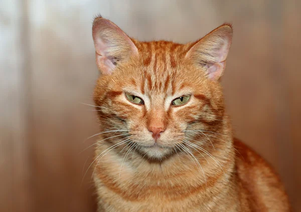 Red cat portrait — Stock Photo, Image
