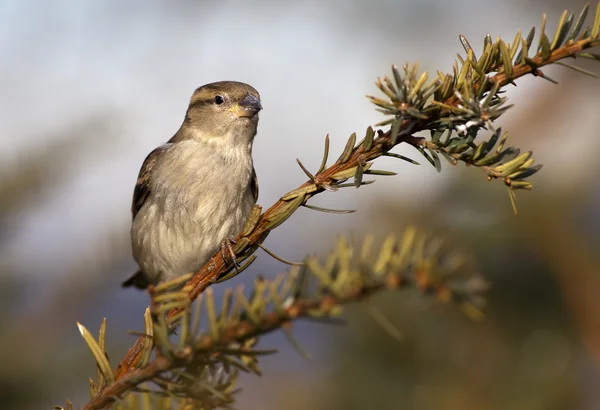 Sparrow — Stock fotografie