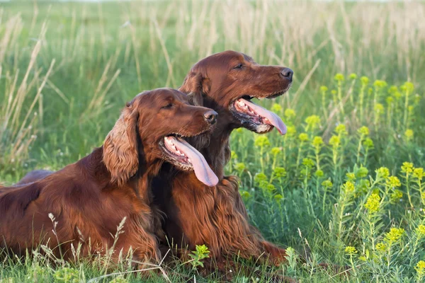 Paire de Setter irlandais — Photo