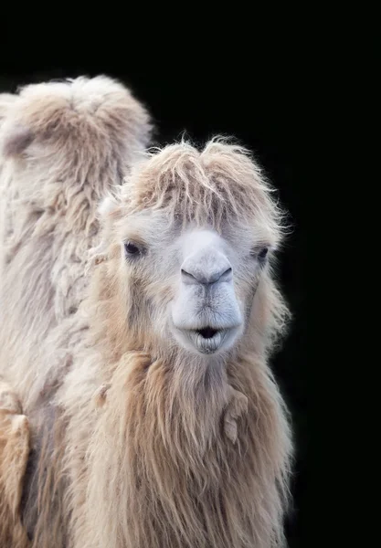 Retrato de camelo engraçado — Fotografia de Stock