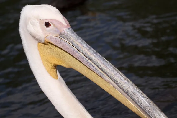 Divertente pellicano — Foto Stock