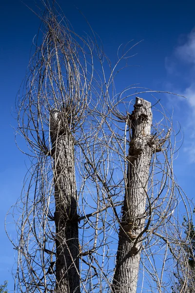 Árboles marchitos — Foto de Stock