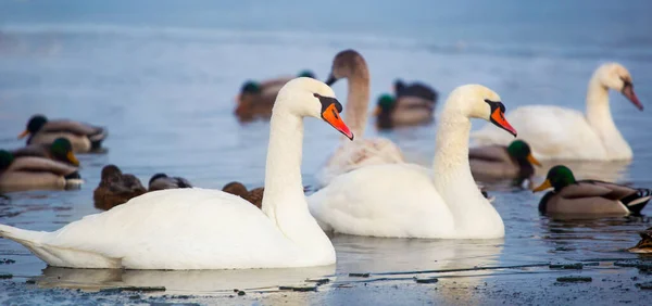 Bellissimi Cigni Bianchi Che Nuotano Acqua Blu Nel Lago Ghiacciato — Foto Stock