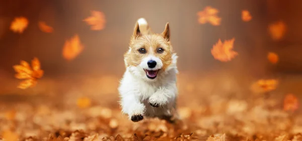 Αστεία Χαρούμενος Χαριτωμένο Χαμογελαστό Κουτάβι Κατοικίδιο Ζώο Τρέχει Στα Φύλλα — Φωτογραφία Αρχείου