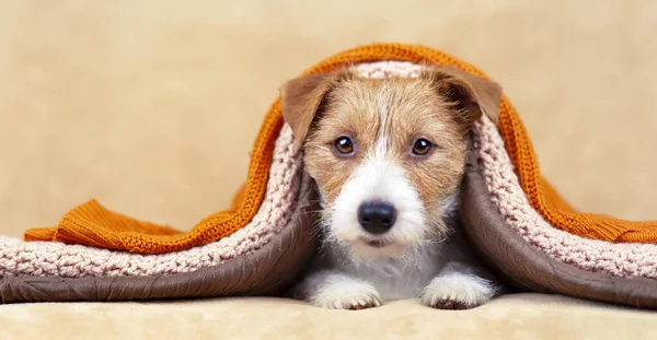 Banner Lindo Perro Mascota Como Mirando Sofá Debajo Las Mantas — Foto de Stock