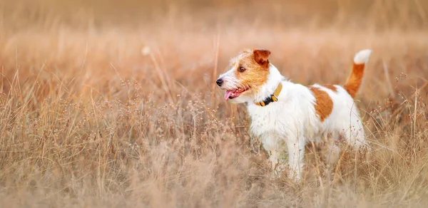 Banner Beautiful Healthy Jack Russell Terrier Κατοικίδιο Ζώο Σκυλί Όπως — Φωτογραφία Αρχείου