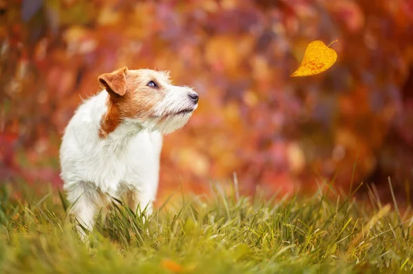 Nettes Haustier Hund Suchen Gras Herbst Auf Roten Herbstblättern Hintergrund — Stockfoto