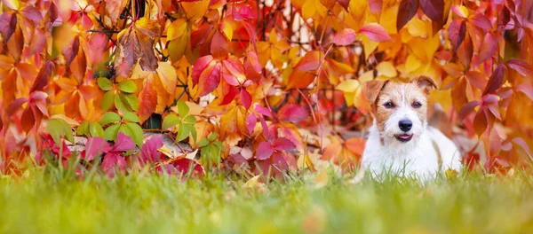 Знамя Маленькой Счастливой Домашней Собаки Улыбающейся Оранжево Красных Осенних Листьях — стоковое фото