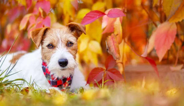 Mutlu Sevimli Bir Köpeğin Bayrağı Turuncu Kırmızı Sonbahar Yapraklarını Dinlerken — Stok fotoğraf
