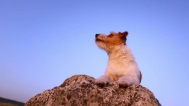 Komik, neşeli, sevimli köpek yavrusu sinekle oynuyor, ağız yalıyor ve mavi gökyüzü arka planında dinliyor..