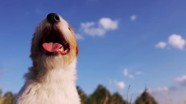 可爱快乐的杰克鲁塞尔宠物狗喘息在蓝色的天空背景 正面特写 有影印空间 — 图库视频影像