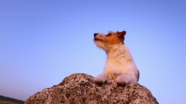 在蓝天的背景下 滑稽而快乐的可爱宠物狗与苍蝇玩耍 舔着嘴 — 图库视频影像