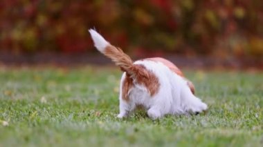 Sonbaharda sevimli, komik, evcil köpek yavrusu bir balkabağıyla oynuyor. Mutlu Şükran Günü, sonbahar, Cadılar Bayramı konsepti.