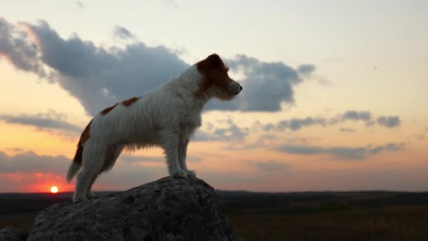 Hermoso Obediente Gato Feliz Russell Terrier Perro Pie Escuchando Puesta — Vídeos de Stock
