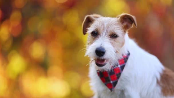 Cute Szczęśliwy Pies Słuchanie Uśmiech Dysząc Jesienią Złoty Upadek Liści — Wideo stockowe