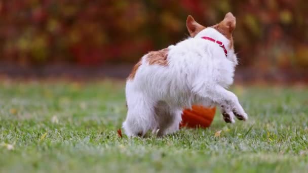 Sonbaharda Sevimli Komik Evcil Köpek Yavrusu Bir Balkabağıyla Oynuyor Mutlu — Stok video