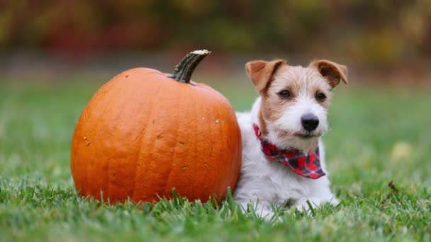 Cute Pies Słuchanie Lizanie Usta Trawie Dyni Jesienią Szczęśliwego Święta — Wideo stockowe