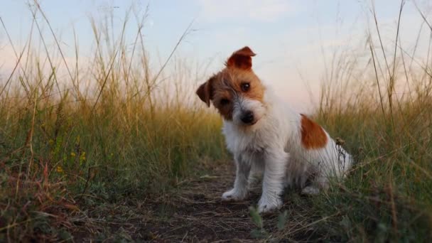 可爱有趣的眨眼快乐的杰克鲁塞尔宠物狗小狗坐在草地上 摇着头 — 图库视频影像