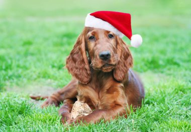 Mutlu noeller Noel Baba evcil köpek yavrusu çimenlerde oynuyor.