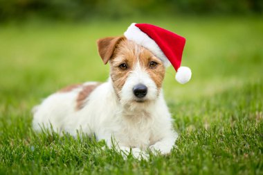 Mutlu Noeller Noel Baba köpek yavrusu seni dinliyor, çimlere bakıyor. Hayvan sevgisi.