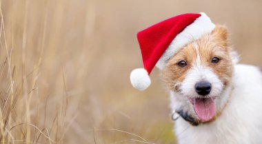 Mutlu Noeller evcil köpek yavrusu gülümsüyor. Kopya alanı olan tatil kartı arkaplanı ya da afişi.