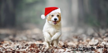 Mutlu şirin Noel Baba köpek yavrusu ormanda koşuyor. Noel sancağı.