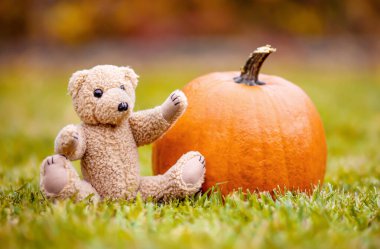 Şükran günün kutlu olsun, çimenlerde bal kabağı olan oyuncak ayı.