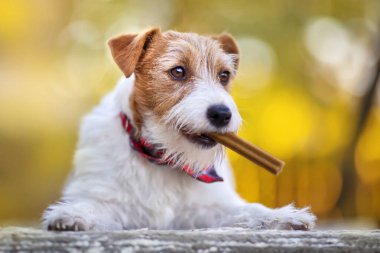 Sağlıklı sevimli köpek yavrusu çiğniyor, atıştırmalık yiyor, dişlerinden plaket temizliyor. Tatar önleme.