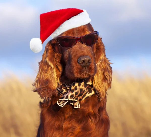 Divertido Lindo Navidad Santa Mascota Perro Usando Ropa Sombrero Bufanda — Foto de Stock