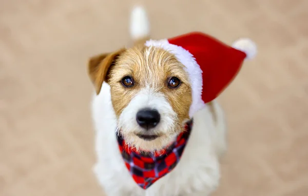 Beautiful Face Happy Cute Christmas Holiday Pet Puppy — стоковое фото