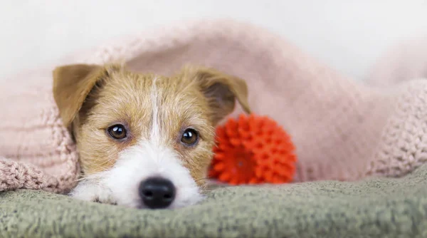 Jack Russell Terrier Lindo Cachorro Perro Mirando Sofá Casa Con — Foto de Stock