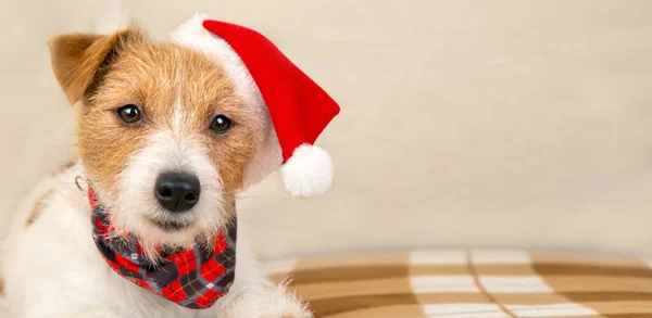 Happy Cute Christmas Santa Pet Dog Puppy Holiday Card Background — Stock Photo, Image