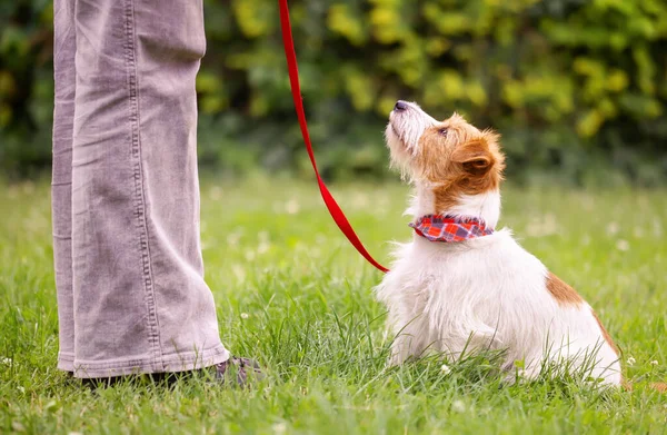 Anjing Lucu Patuh Belajar Untuk Menunggu Tinggal Duduk Rumput Dan — Stok Foto