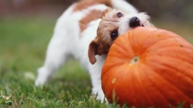 Şirin, komik köpek yavrusu çiğniyor, balkabağı yiyor. Şükran Günü konseptin kutlu olsun..