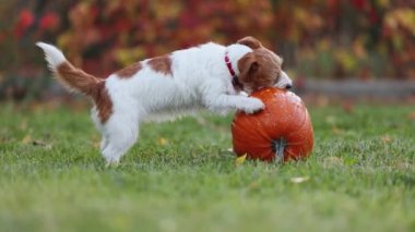 Sonbaharda sevimli, komik, evcil köpek yavrusu bir balkabağıyla oynuyor. Mutlu Şükran Günü, sonbahar ya da cadılar bayramı konsepti.