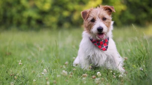 Cute Szczęśliwy Wyszkolony Posłuszny Pies Szczeniak Siedzi Dysząc Trawie Szkolenie — Wideo stockowe