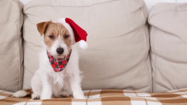 かわいい面白い怠惰なクリスマスサンタペット犬子犬座って コピースペースとソファを見ます — ストック動画