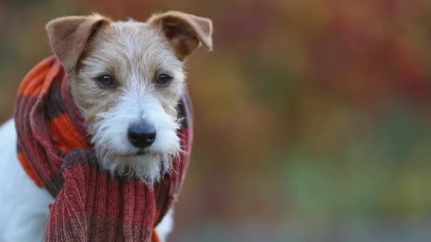 可爱的宠物狗披着围巾 听着秋天的背景音乐 带着复制的空间 动物脸 — 图库视频影像