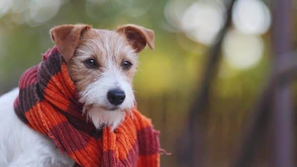 Feliz Lindo Perro Mascota Con Una Bufanda Escuchando Lamiendo Boca — Vídeos de Stock