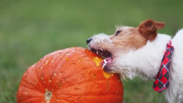 可爱有趣的宠物狗咀嚼 吃南瓜 感恩日快乐的概念 — 图库视频影像