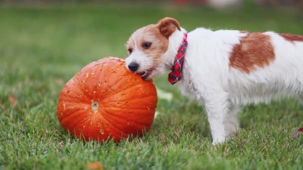 可爱有趣的宠物狗咀嚼 吃南瓜 感恩日快乐的概念 — 图库视频影像