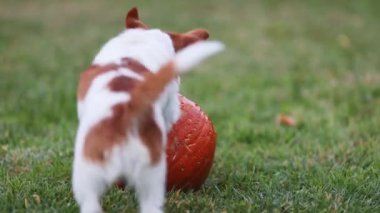 Şirin, komik, evcil köpek yavrusu oyun oynuyor, çiğniyor, balkabağı yiyor. Mutlu Şükran Günleri.