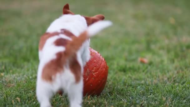 Söt Rolig Lekfull Hund Valp Leka Och Tugga Äta Pumpa — Stockvideo