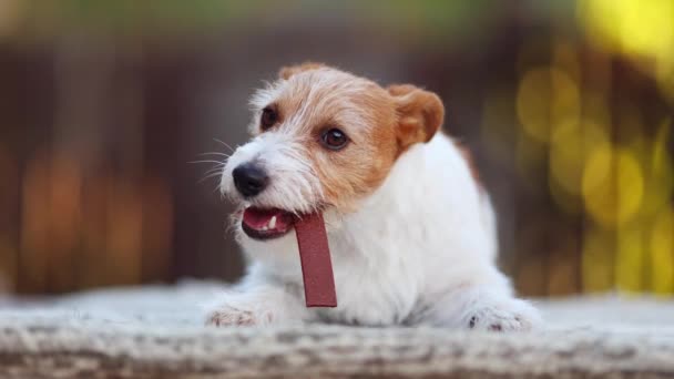 健康的なかわいい幸せなペットの犬の子犬が噛む おやつを食べて 歯から歯垢をきれいにする ターター防止の概念 — ストック動画