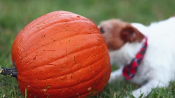 かわいい面白い遊び心のあるペットの犬の子犬が遊んで噛む カボチャを食べる 感謝祭 — ストック動画