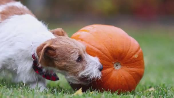 かわいい面白い遊び心のあるペットの犬の子犬が遊んで噛む カボチャを食べる 感謝祭 — ストック動画