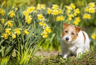 Baharda sarı nergis çiçekleriyle çimenleri dinleyen mutlu köpek yavrusu. İlkbahar, Paskalya tatili geçmişi.