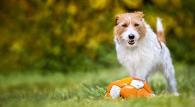 Komik, neşeli, güler yüzlü, baharda çimlerin üzerinde duran mutlu bir köpek.